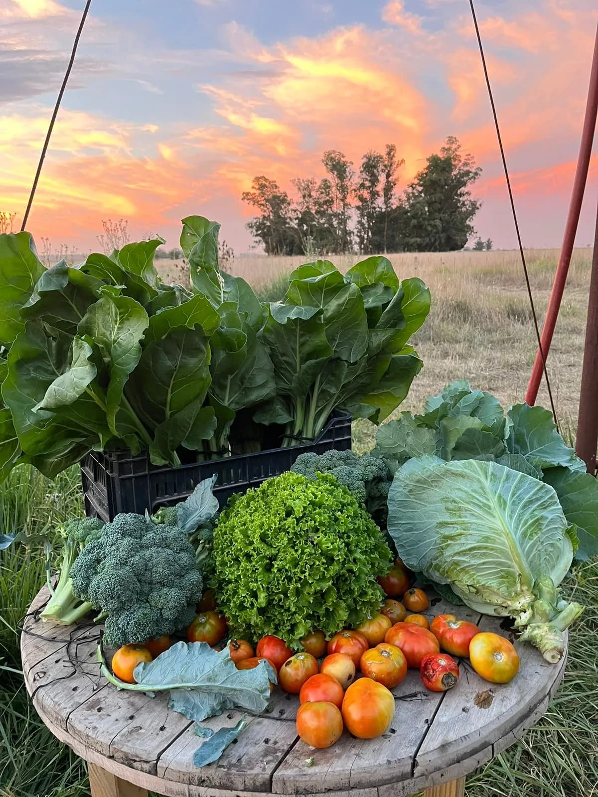 VERDURA AGROECOLÓGICA